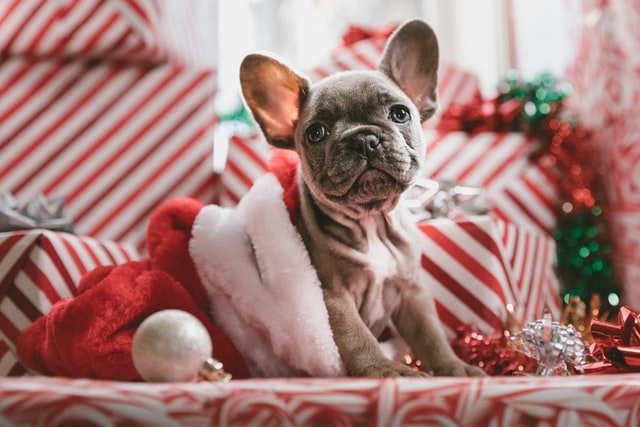 Gifts for Pets
